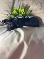 Imani, a female Chihuahua for sale in Saint Louis, MO – Photo 1 of 10