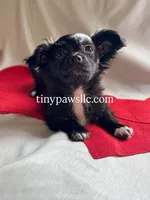 Imani, a female Chihuahua for sale in Saint Louis, MO – Photo 2 of 10
