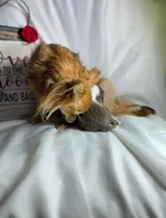 Imani, a female Chihuahua for sale in Saint Louis, MO – Photo 8 of 10