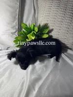 Imani, a female Chihuahua for sale in Saint Louis, MO – Photo 5 of 10