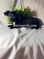 Imani, a female Chihuahua for sale in Saint Louis, MO – Photo 3 of 10