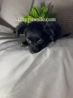 Imani, a female Chihuahua for sale in Saint Louis, MO – Photo 6 of 10