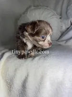 Reggie, a male Chihuahua for sale in Saint Louis, MO – 4 of 9