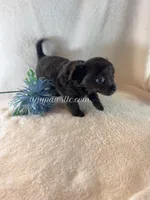 Thatcher, a male Chihuahua for sale in Saint Louis, MO – 10 of 10