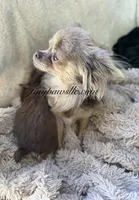 Vivian , a female Chihuahua for sale in Saint Louis, MO – 8 of 9