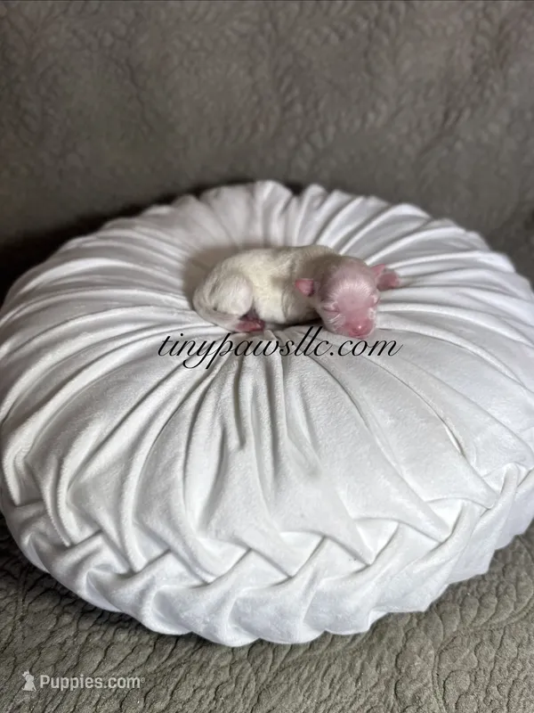 Dawson  – Chihuahua puppy for sale in Saint Louis, MO