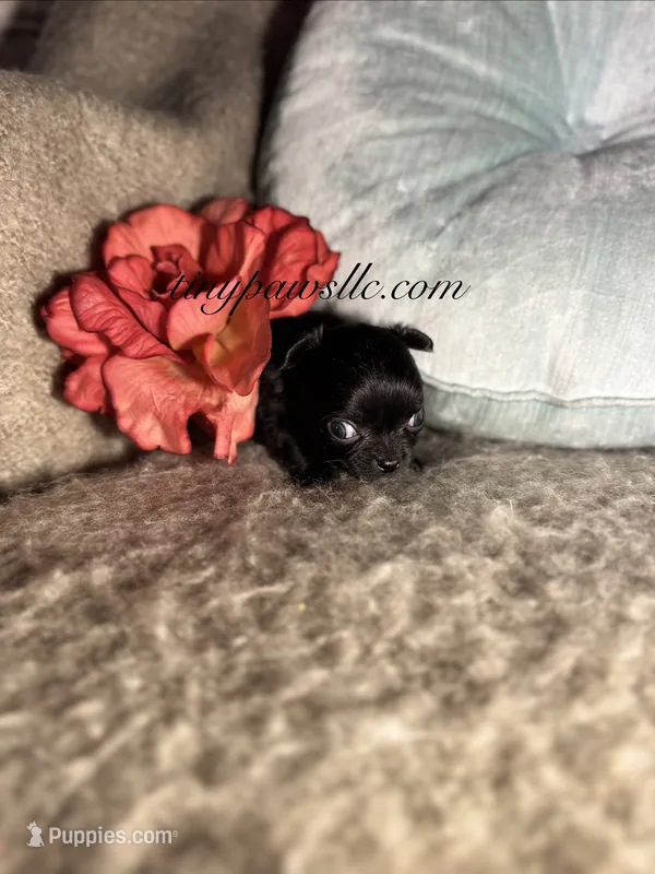 Van  – Chihuahua puppy for sale in Saint Louis, MO