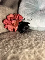 Van , a male Chihuahua for sale in Saint Louis, MO – 2 of 10