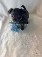 Thatcher, a male Chihuahua for sale in Saint Louis, MO – 5 of 10