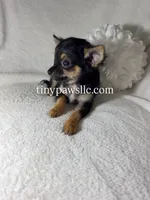 Mr. Nibbles (Nibs), a male Chihuahua for sale in Saint Louis, MO – 2 of 10