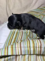 Nibs , a male Chihuahua for sale in Saint Louis, MO – Photo 6 of 10