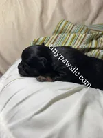 Nibs , a male Chihuahua for sale in Saint Louis, MO – Photo 2 of 10