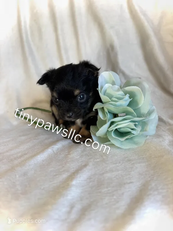 Nibs  – Chihuahua puppy for sale in Saint Louis, MO