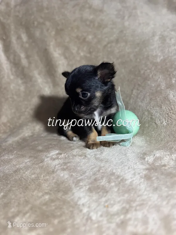 Nibs  – Chihuahua puppy for sale in Saint Louis, MO