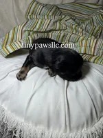 Nibs , a male Chihuahua for sale in Saint Louis, MO – Photo 7 of 10