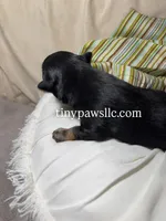 Nibs , a male Chihuahua for sale in Saint Louis, MO – Photo 4 of 10