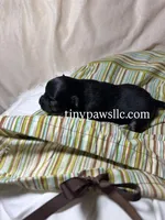 Nibs , a male Chihuahua for sale in Saint Louis, MO – Photo 5 of 10