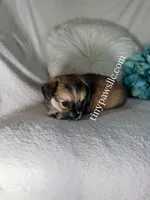 Ryder, a male Chihuahua for sale in Saint Louis, MO – 3 of 8