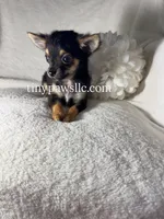 Mr. Nibbles (Nibs), a male Chihuahua for sale in Saint Louis, MO – 6 of 10