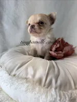Vivian , a female Chihuahua for sale in Saint Louis, MO – 5 of 7