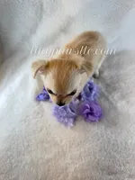 Tatum, a female Chihuahua for sale in Saint Louis, MO – 5 of 10
