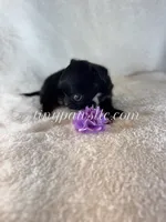 Van , a male Chihuahua for sale in Saint Louis, MO – 4 of 8