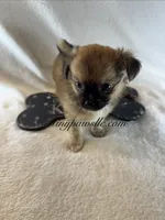 Walter, a male Chihuahua for sale in Saint Louis, MO – 7 of 10