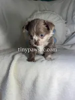 Reggie, a male Chihuahua for sale in Saint Louis, MO – 3 of 9