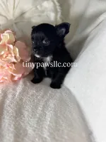 Reyna , a female Chihuahua for sale in Saint Louis, MO – 1 of 9