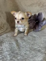 Victor , a male Chihuahua for sale in Saint Louis, MO – 2 of 9