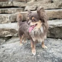 Lulu, a female Chihuahua for sale in Saint Louis, MO – Photo 9 of 10