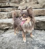 Lulu, a female Chihuahua for sale in Saint Louis, MO – Photo 9 of 10