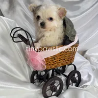 Lulu, a female Chihuahua for sale in Saint Louis, MO – Photo 2 of 10