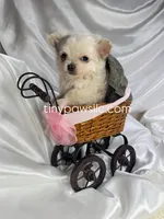 Lulu, a female Chihuahua for sale in Saint Louis, MO – Photo 2 of 10