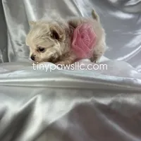 Lulu, a female Chihuahua for sale in Saint Louis, MO – Photo 5 of 10