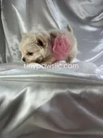 Lulu, a female Chihuahua for sale in Saint Louis, MO – Photo 5 of 10