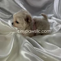 Lulu, a female Chihuahua for sale in Saint Louis, MO – Photo 3 of 10