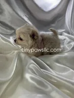 Lulu, a female Chihuahua for sale in Saint Louis, MO – Photo 3 of 10