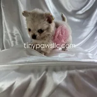 Lulu, a female Chihuahua for sale in Saint Louis, MO – Photo 7 of 10