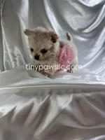 Lulu, a female Chihuahua for sale in Saint Louis, MO – Photo 7 of 10