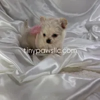 Lulu, a female Chihuahua for sale in Saint Louis, MO – Photo 4 of 10