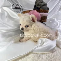 Lulu, a female Chihuahua for sale in Saint Louis, MO – Photo 6 of 10