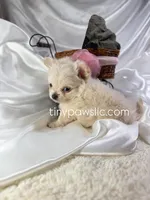 Lulu, a female Chihuahua for sale in Saint Louis, MO – Photo 6 of 10