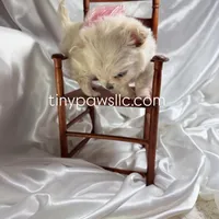 Lulu, a female Chihuahua for sale in Saint Louis, MO – Photo 1 of 10