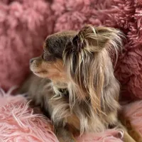 Lulu, a female Chihuahua for sale in Saint Louis, MO – Photo 8 of 10