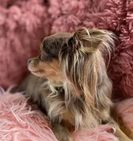 Lulu, a female Chihuahua for sale in Saint Louis, MO – Photo 8 of 10