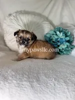Ryder, a male Chihuahua for sale in Saint Louis, MO – 5 of 8