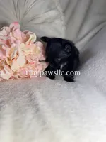 Reyna , a female Chihuahua for sale in Saint Louis, MO – 4 of 9