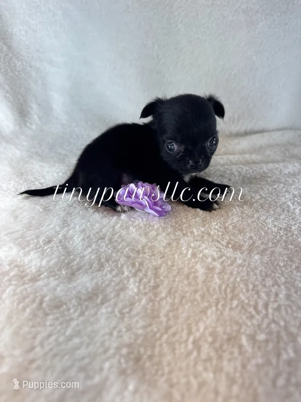 Van  – Chihuahua puppy for sale in Saint Louis, MO