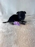 Van , a male Chihuahua for sale in Saint Louis, MO – 1 of 8